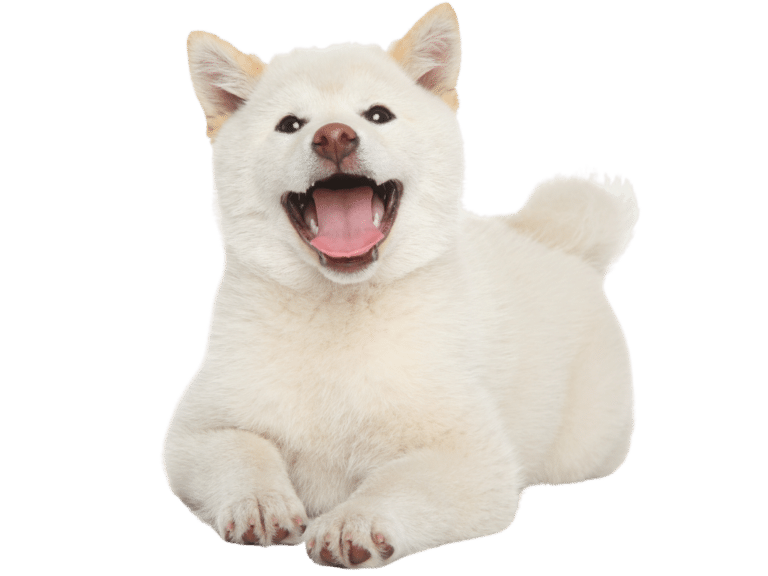 כלב לבן חמוד