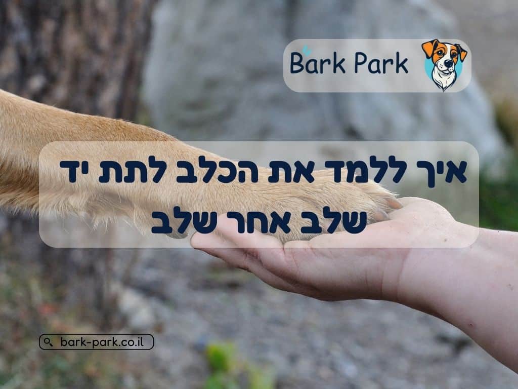 איך ללמד את הכלב לתת יד שלב אחר שלב