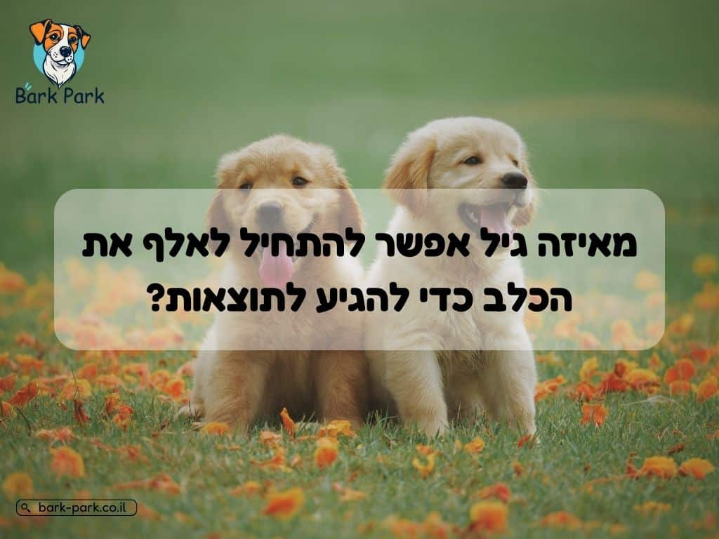 מאיזה גיל אפשר להתחיל לאלף את הכלב