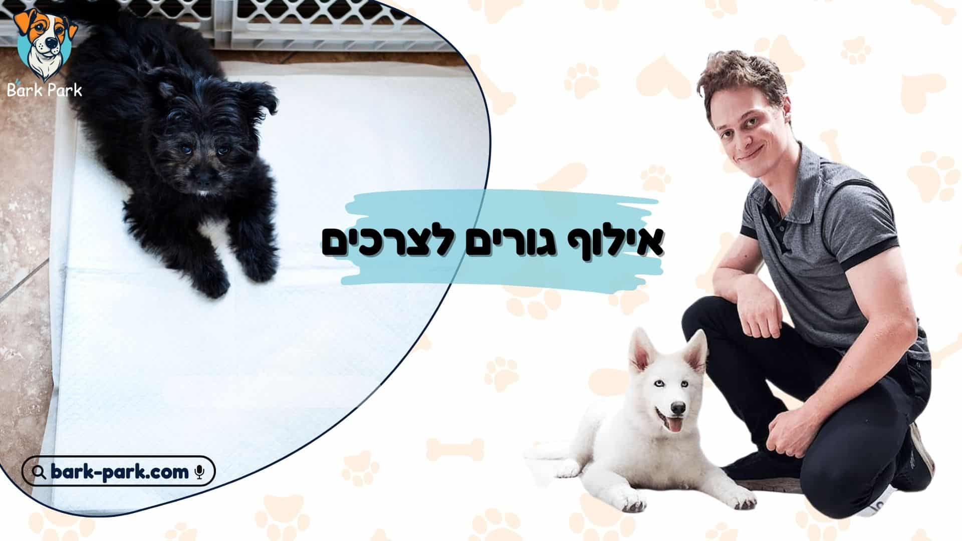 אילוף גורים לצרכים