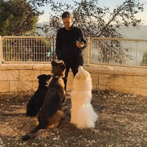 אורי כהן עם הכלבים בזמן אילוף