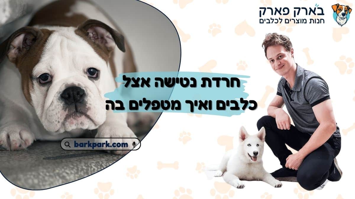 חרדת נטישה אצל כלבים ואיך מטפלים בה