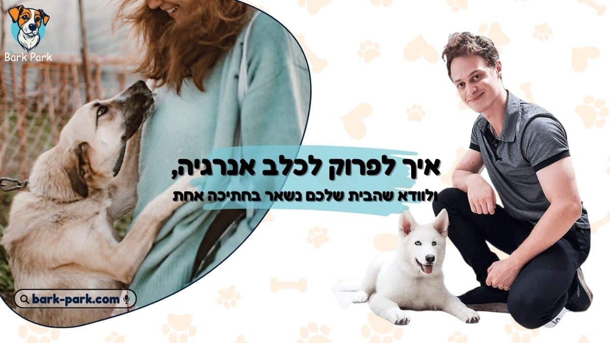 איך לפרוק לכלב אנרגיה