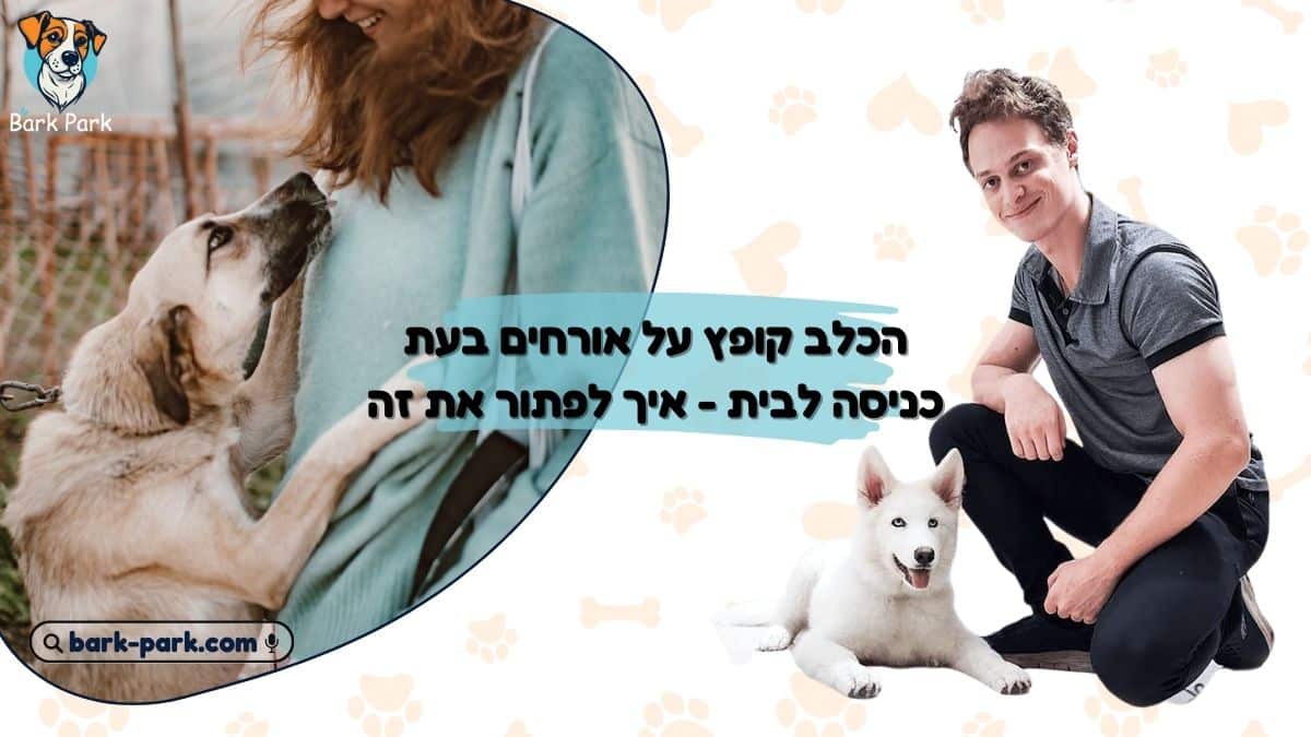 הכלב קופץ על אורחים בעת כניסה לבית - איך לפתור את זה